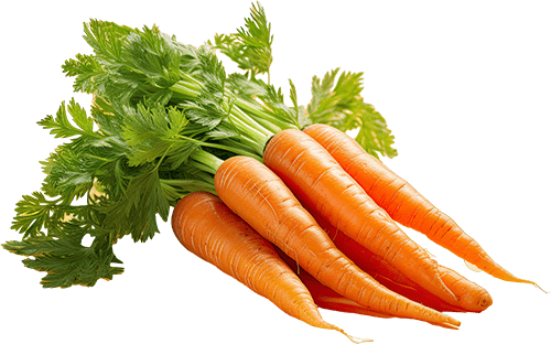 JUMBO CARROT