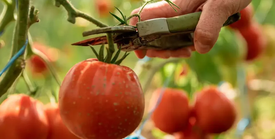 Efficient transportation solutions for commercial food businesses.