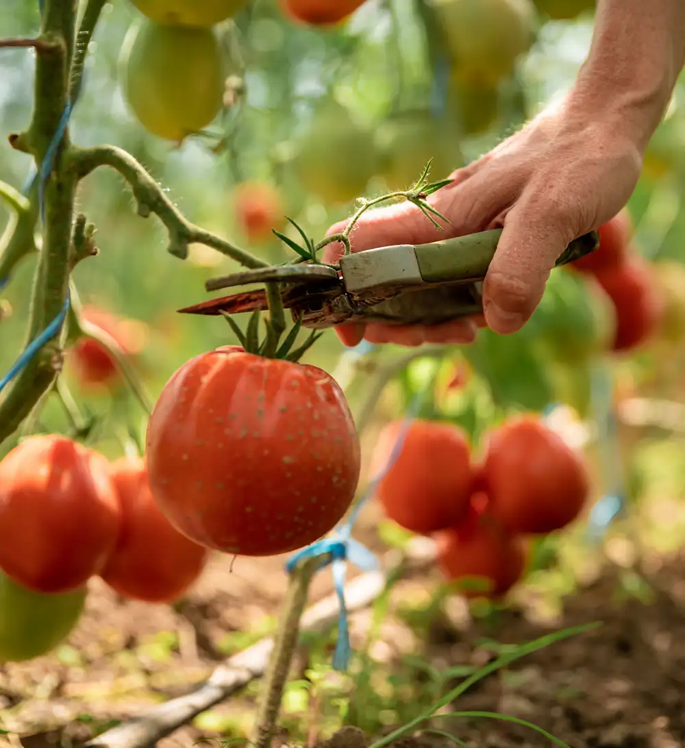 Efficient transportation solutions for commercial food businesses.