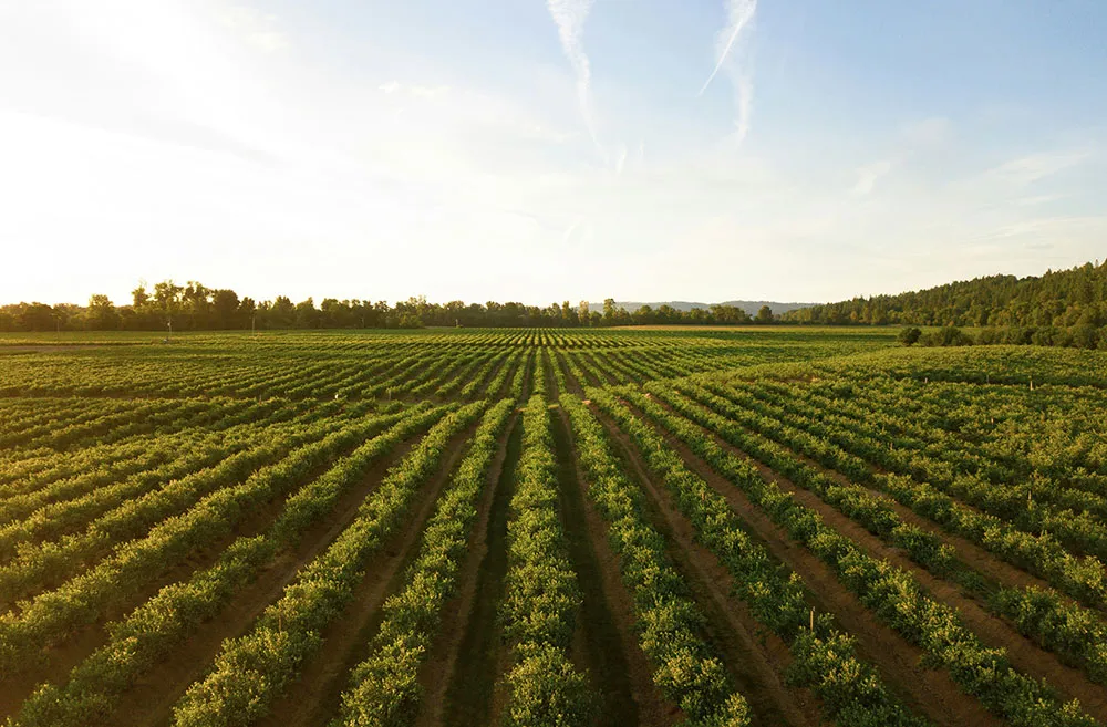 Efficient transportation solutions for commercial food businesses.