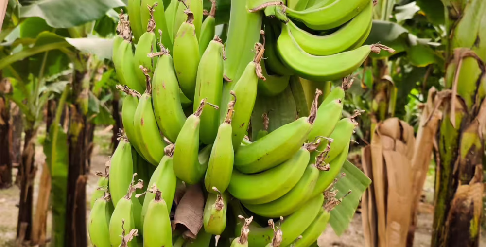 Fresh Green Plantain supplied through produce distribution network