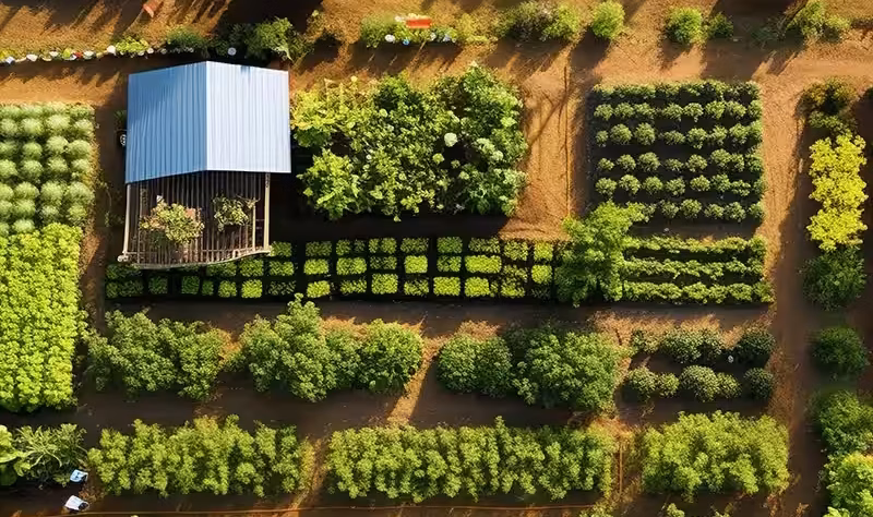 Air view crops