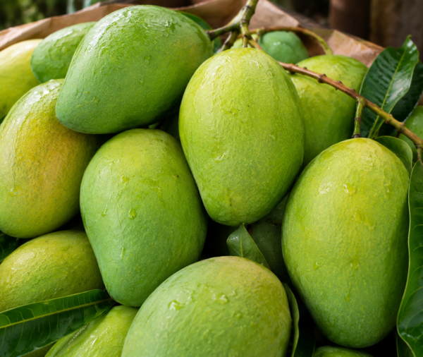 GREEN MANGO