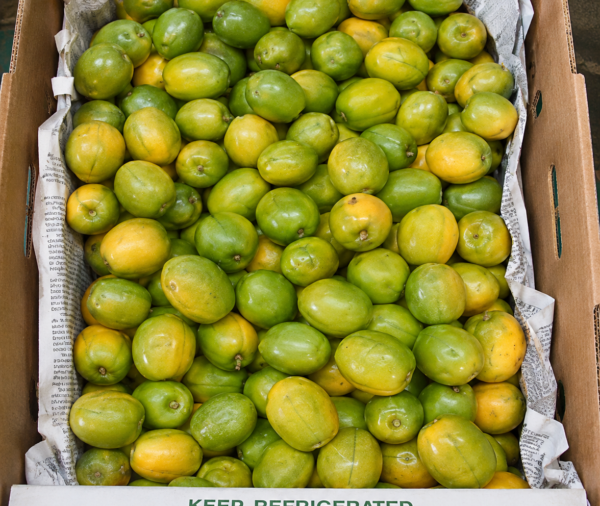 CIRUELA(JOCOTE)
