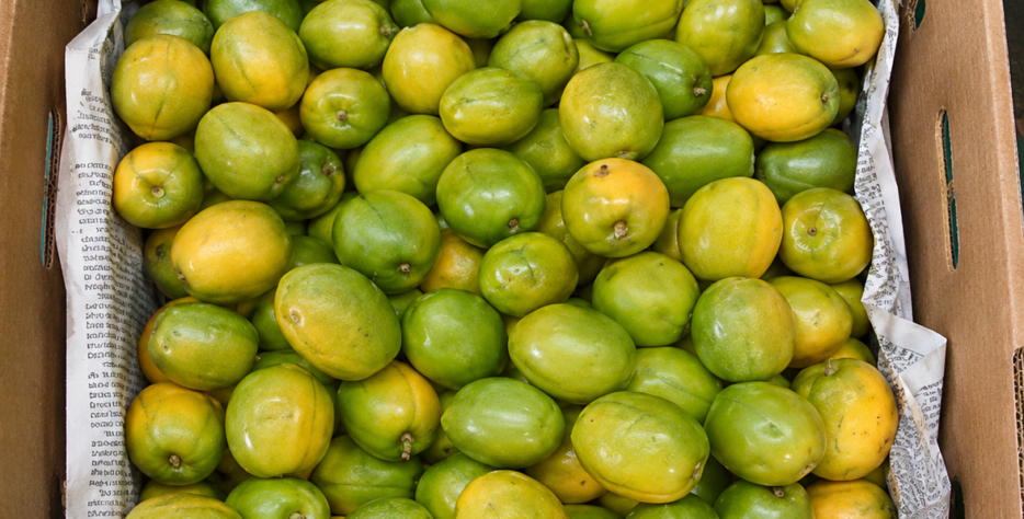 Reliable distribution services for fruits and vegetables.