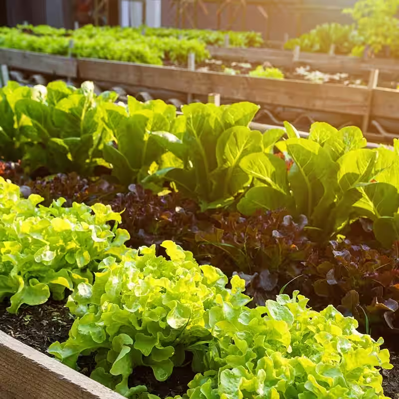 Fresh greens